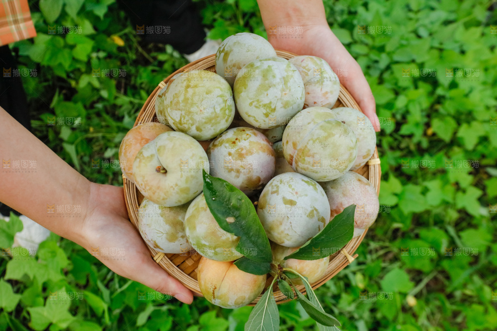 手里拿着红肉三华李