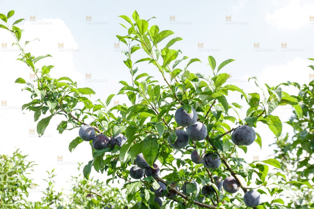 新鲜现摘黑布林