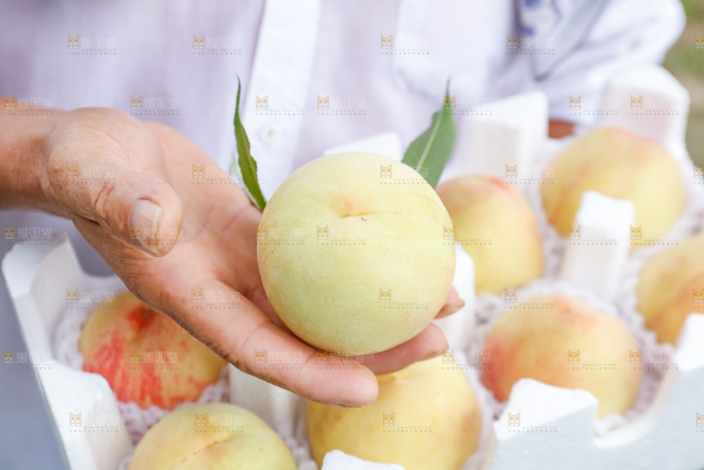手里拿着现摘水蜜桃