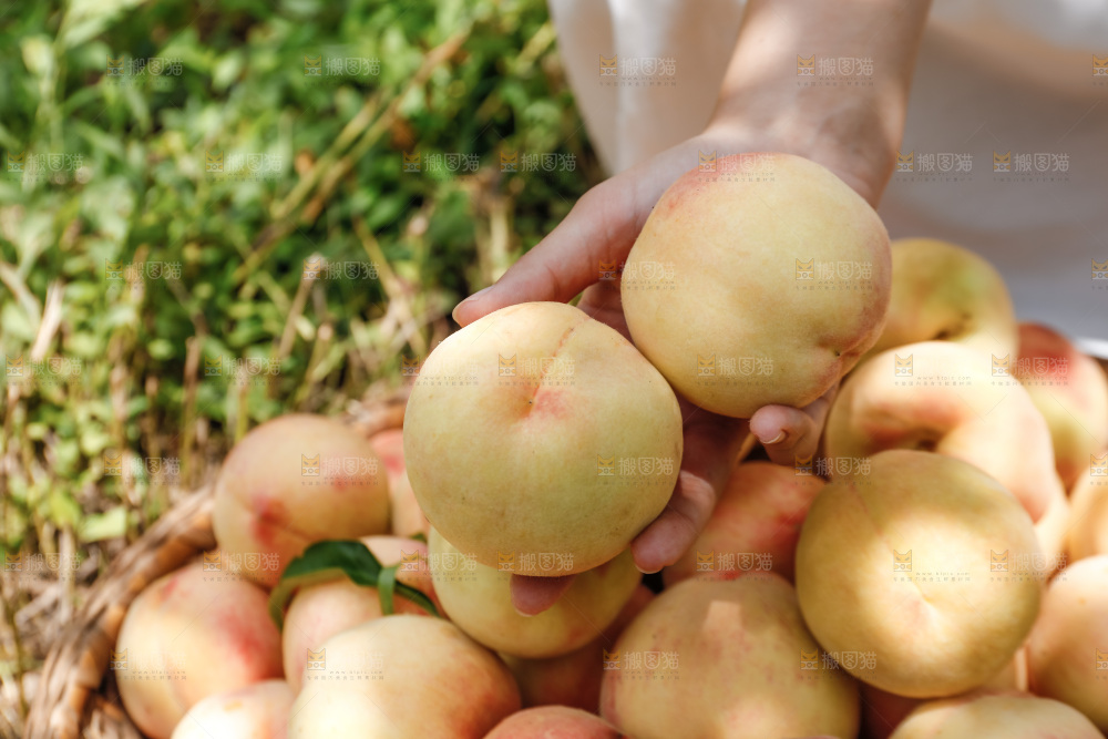 手里拿着现摘水蜜桃