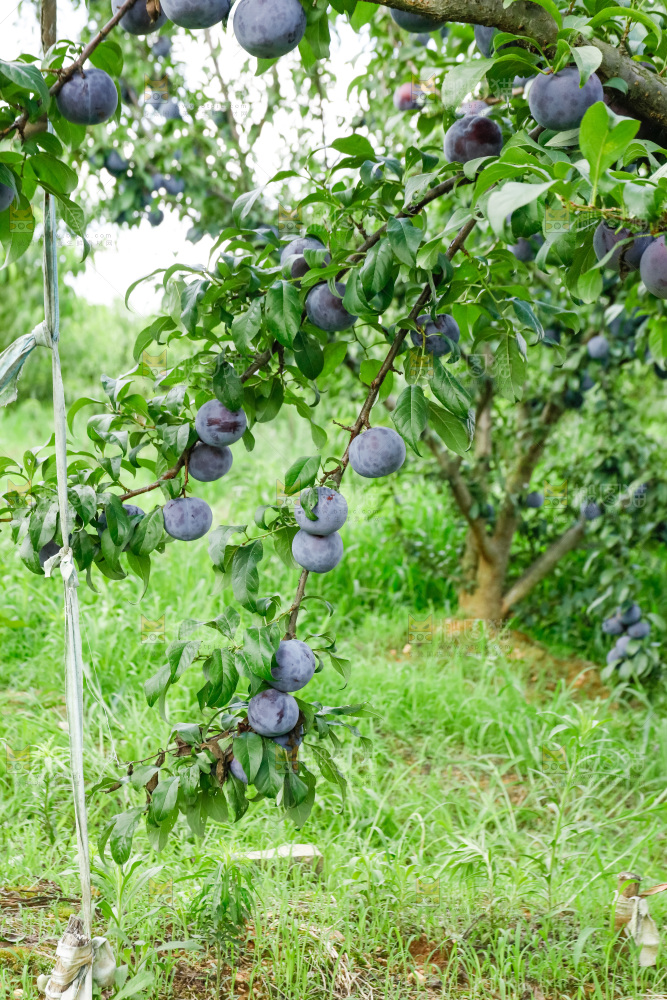 新鲜现摘黑布林
