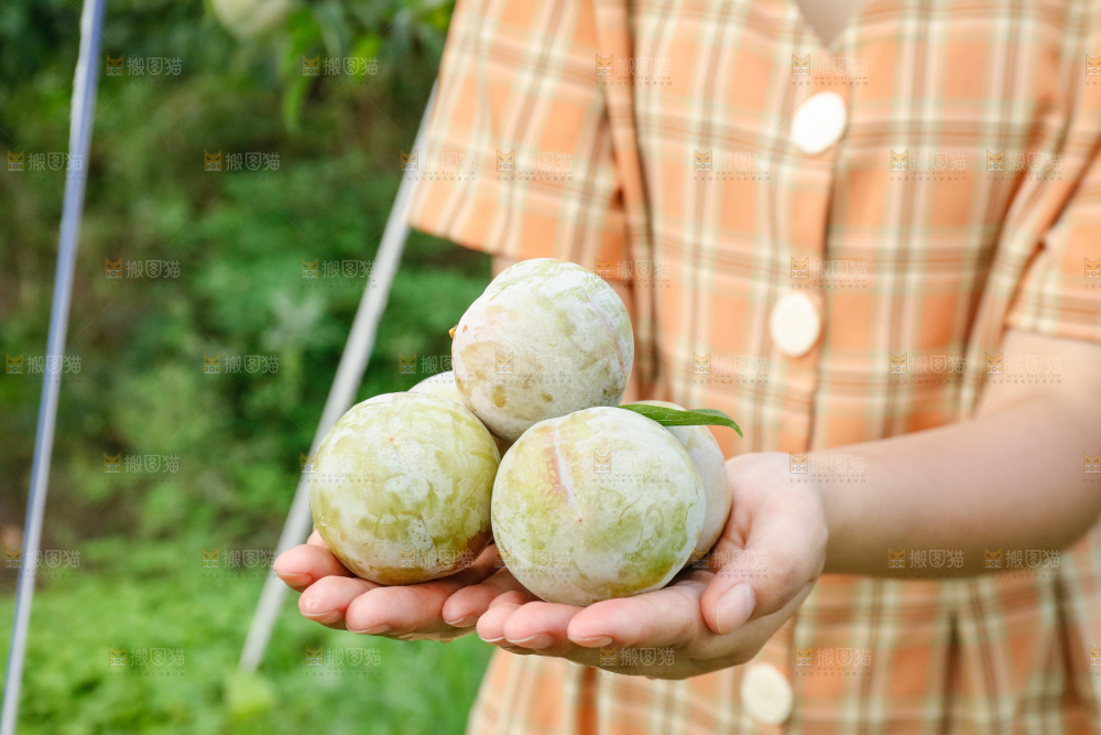 手里拿着红肉三华李