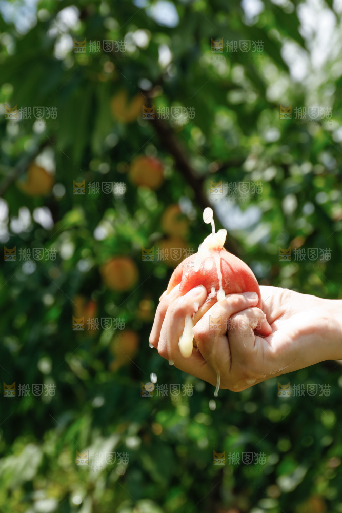 手里拿着现摘水蜜桃
