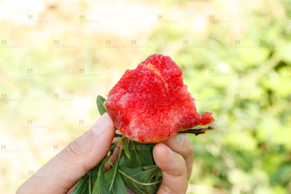 手里拿着红肉三华李