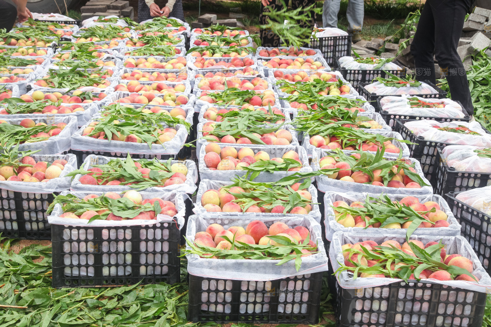 手里拿着现摘水蜜桃