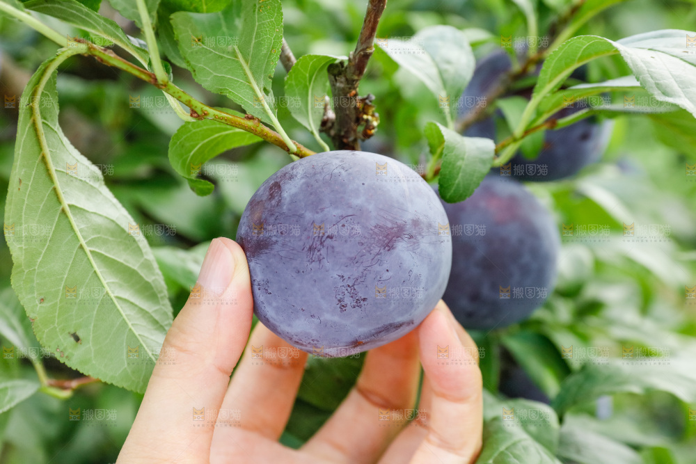 新鲜现摘黑布林
