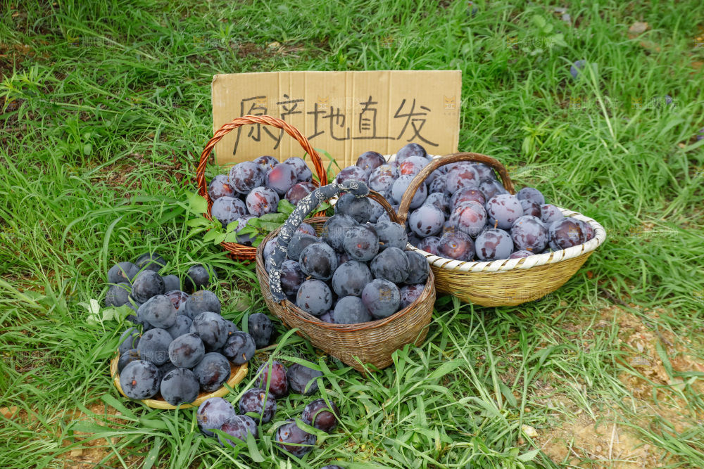 新鲜现摘黑布林