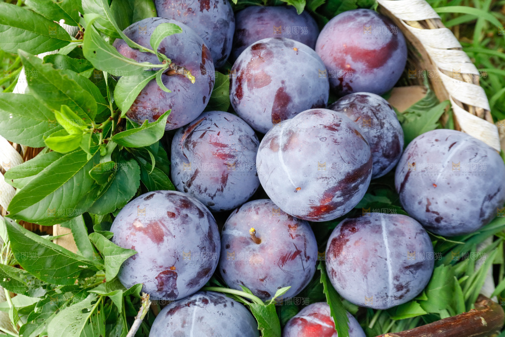 新鲜现摘黑布林