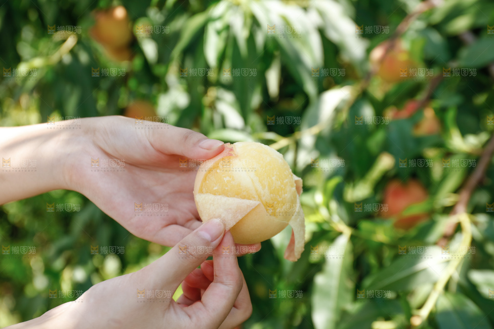 手里拿着现摘水蜜桃