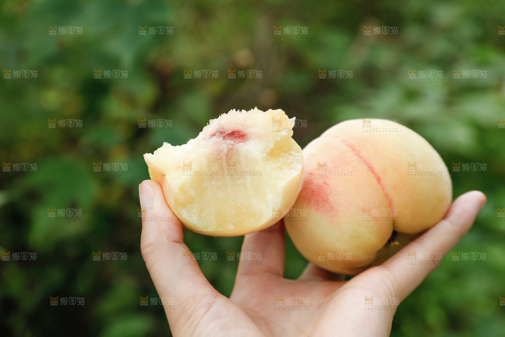 手里拿着现摘水蜜桃