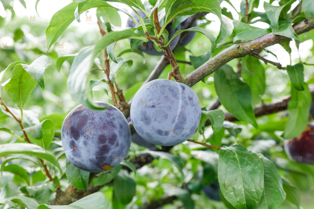 新鲜现摘黑布林