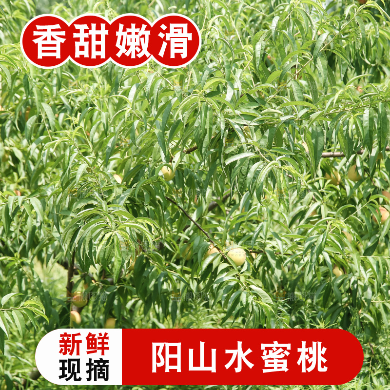 手里拿着现摘水蜜桃
