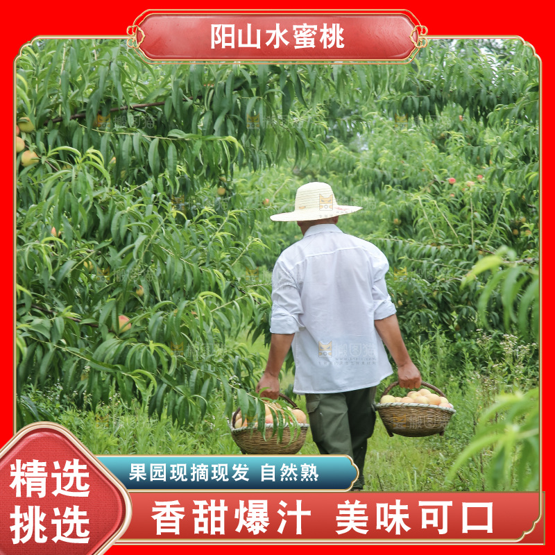 手里拿着现摘水蜜桃