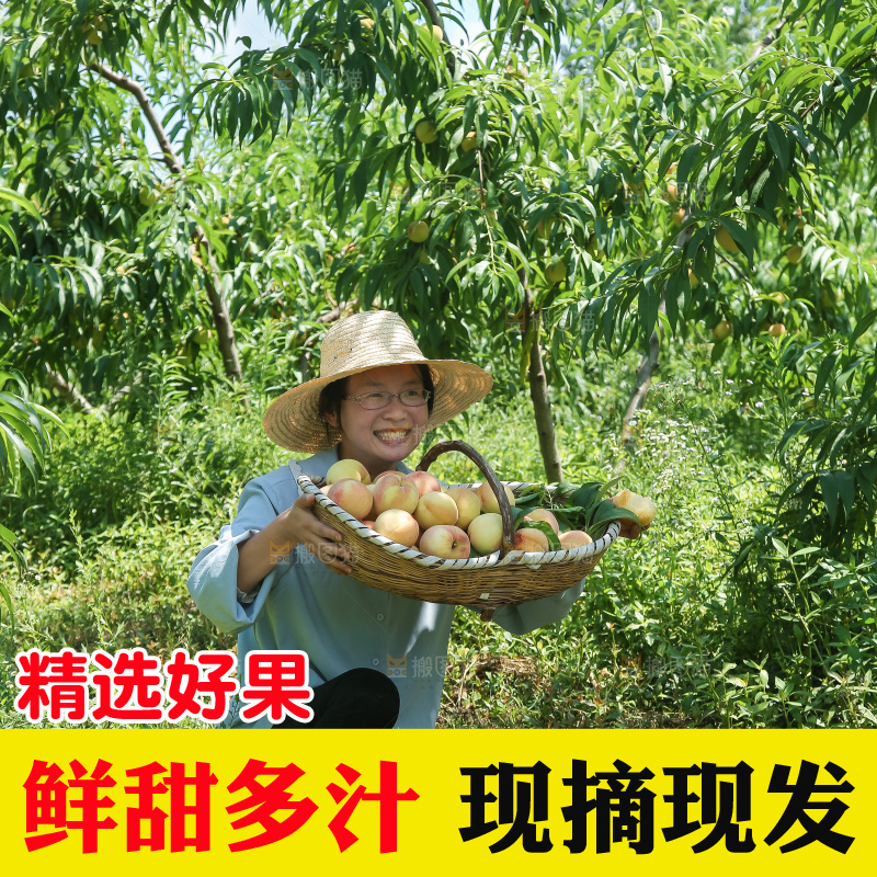 手里拿着现摘水蜜桃