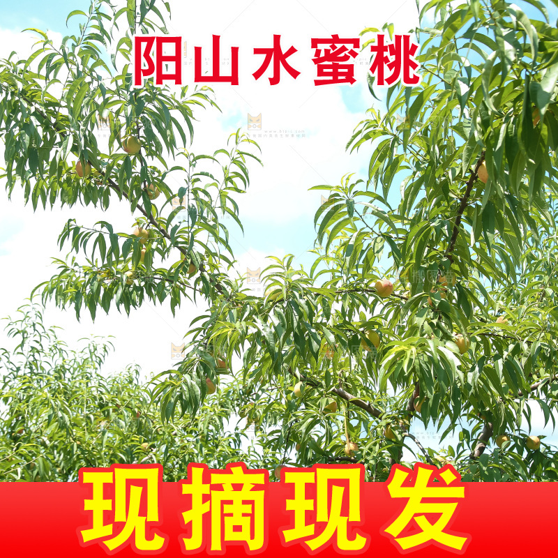 手里拿着现摘水蜜桃