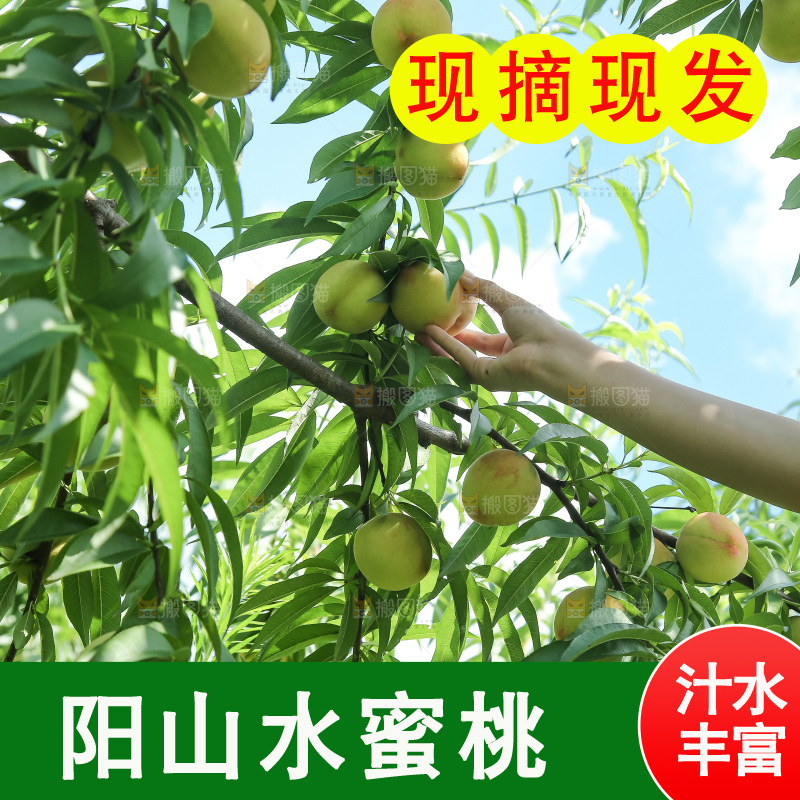 手里拿着现摘水蜜桃