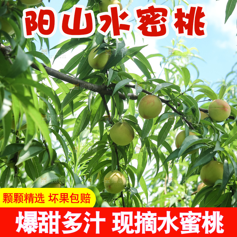 手里拿着现摘水蜜桃