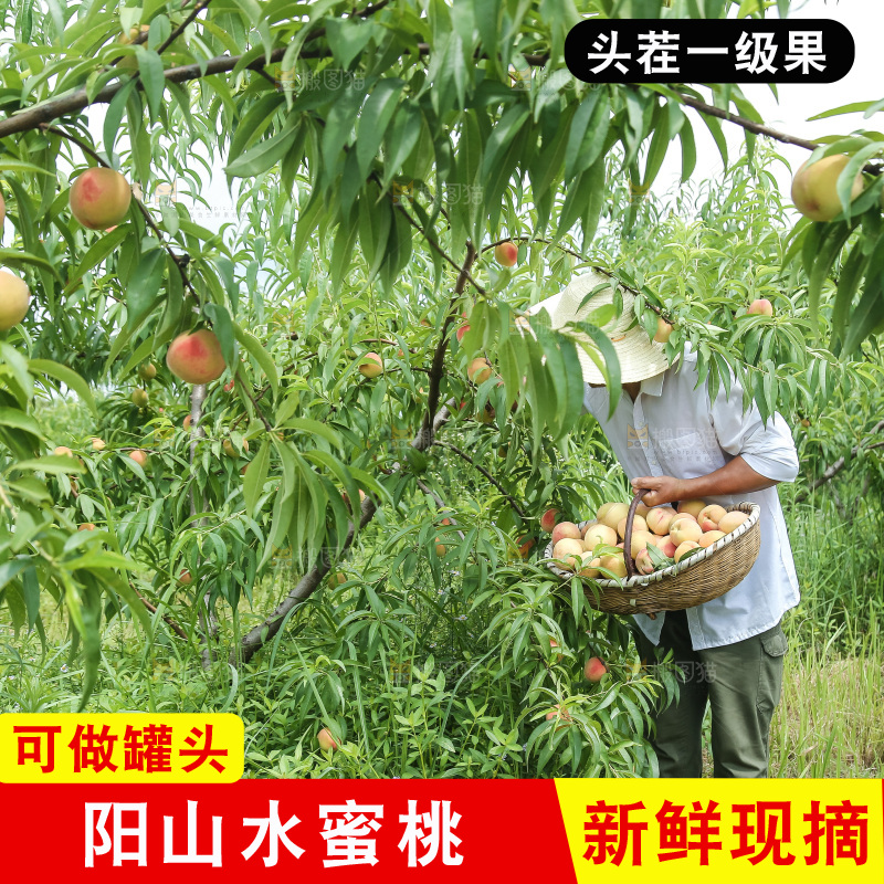 手里拿着现摘水蜜桃