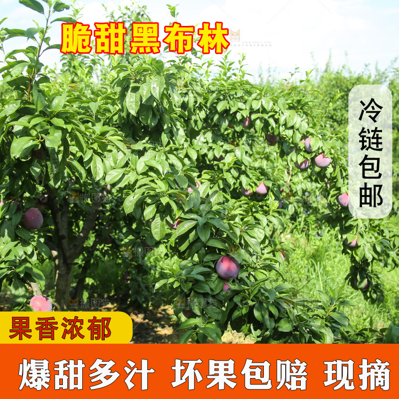 新鲜现摘黑布林