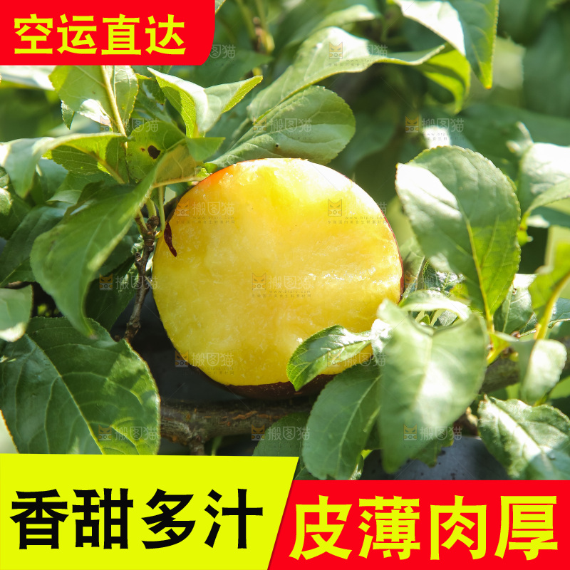 新鲜现摘黑布林