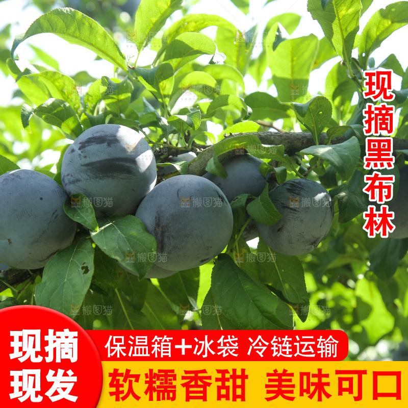 新鲜现摘黑布林