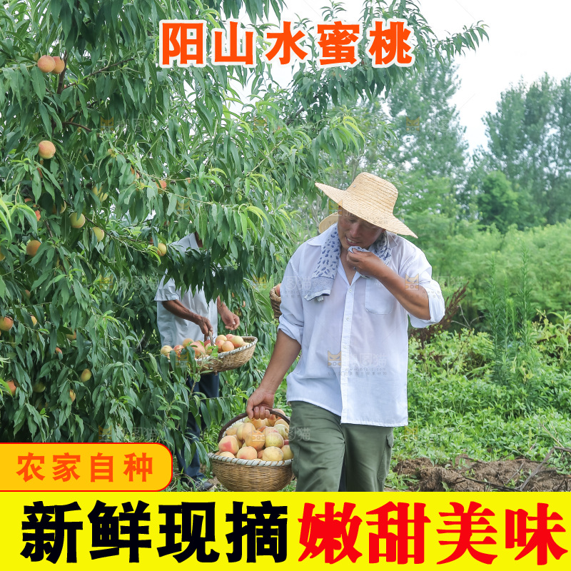 手里拿着现摘水蜜桃