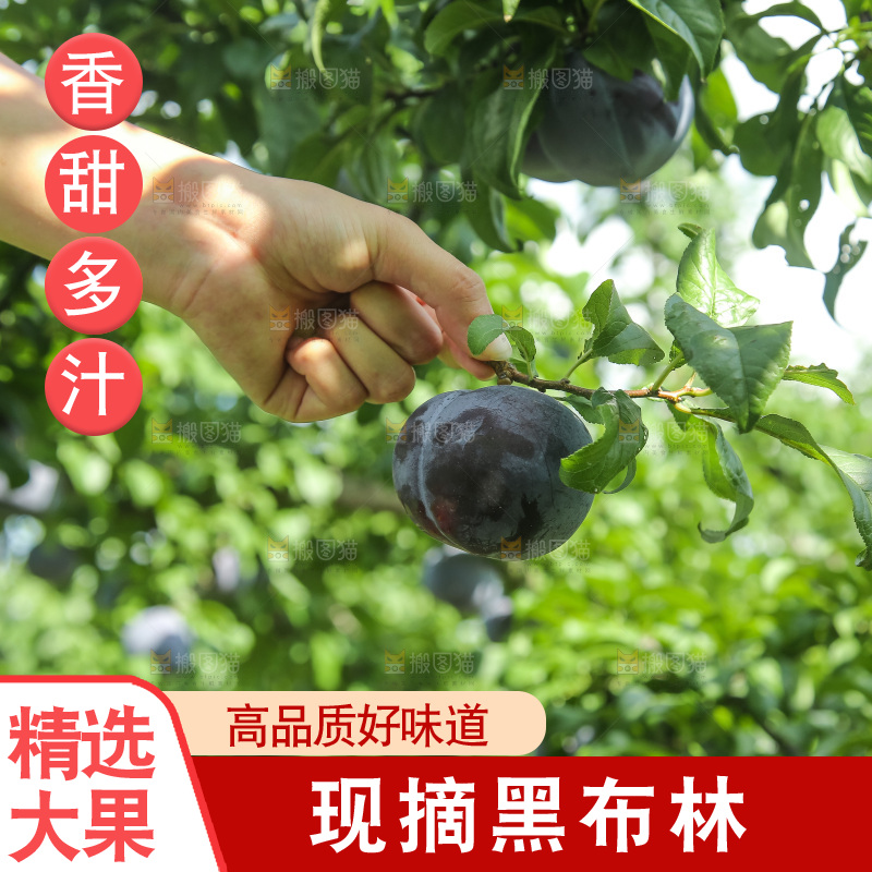 新鲜现摘黑布林