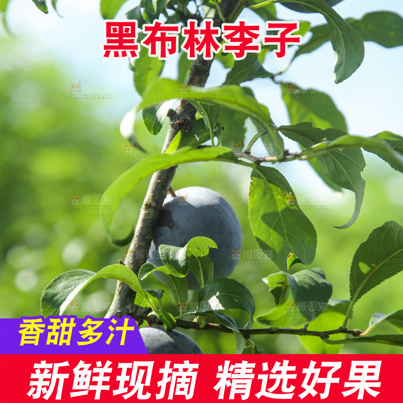 新鲜现摘黑布林