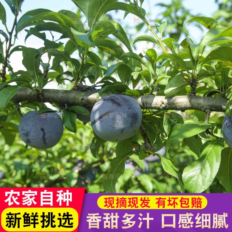 新鲜现摘黑布林