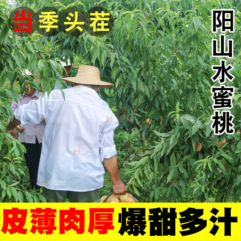 手里拿着现摘水蜜桃
