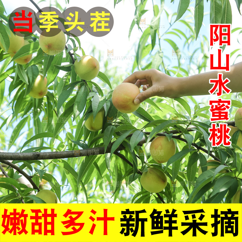 手里拿着现摘水蜜桃
