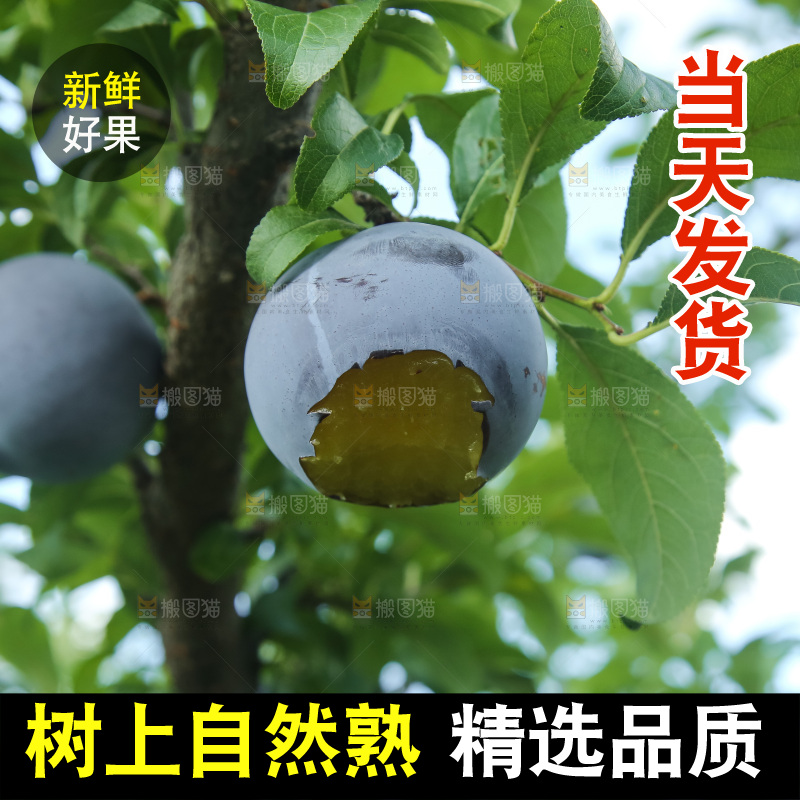 新鲜现摘黑布林