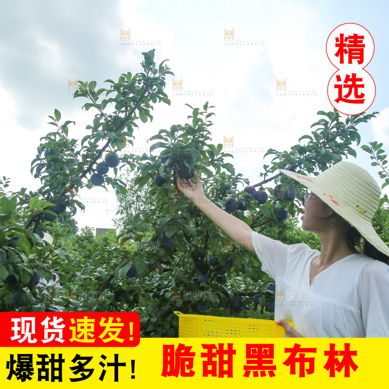 新鲜现摘黑布林