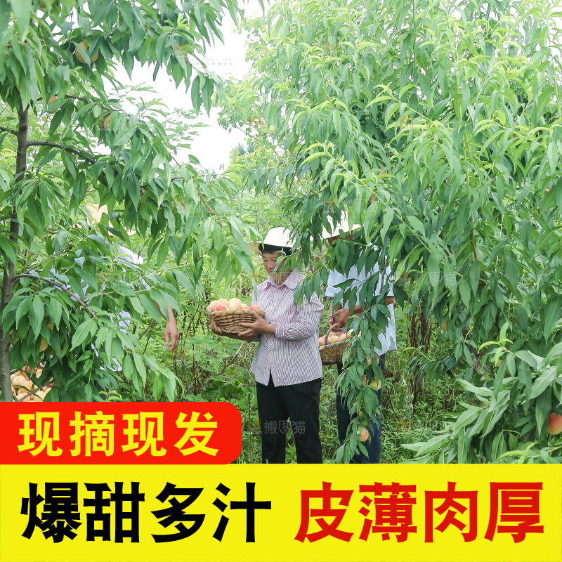手里拿着现摘水蜜桃