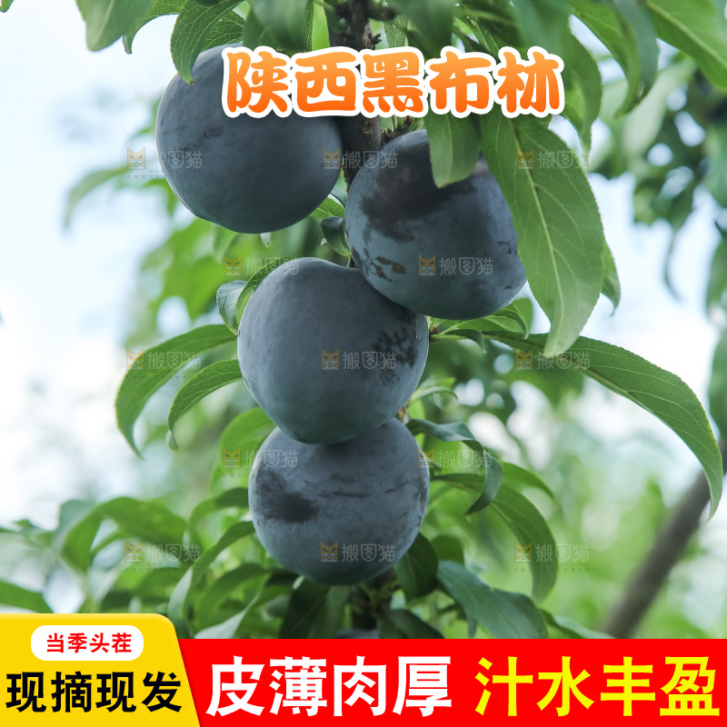 新鲜现摘黑布林