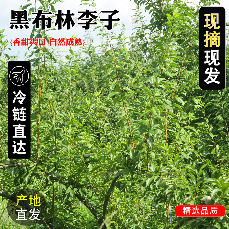 新鲜现摘黑布林