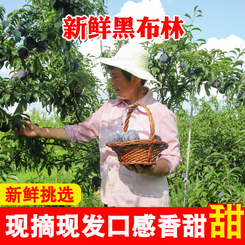 新鲜现摘黑布林