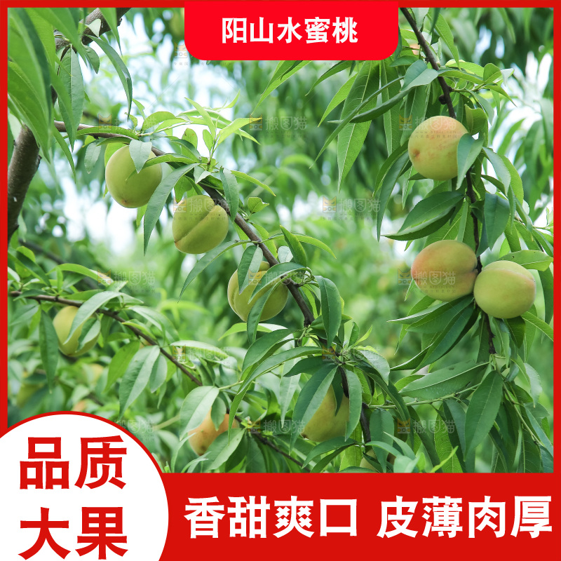 手里拿着现摘水蜜桃