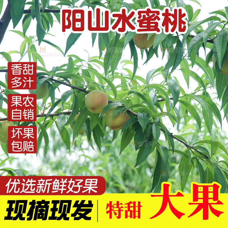 手里拿着现摘水蜜桃