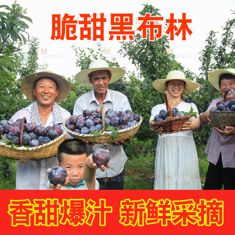 新鲜现摘黑布林