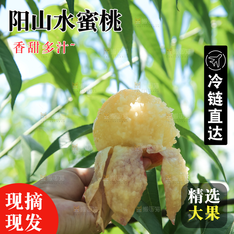 手里拿着现摘水蜜桃