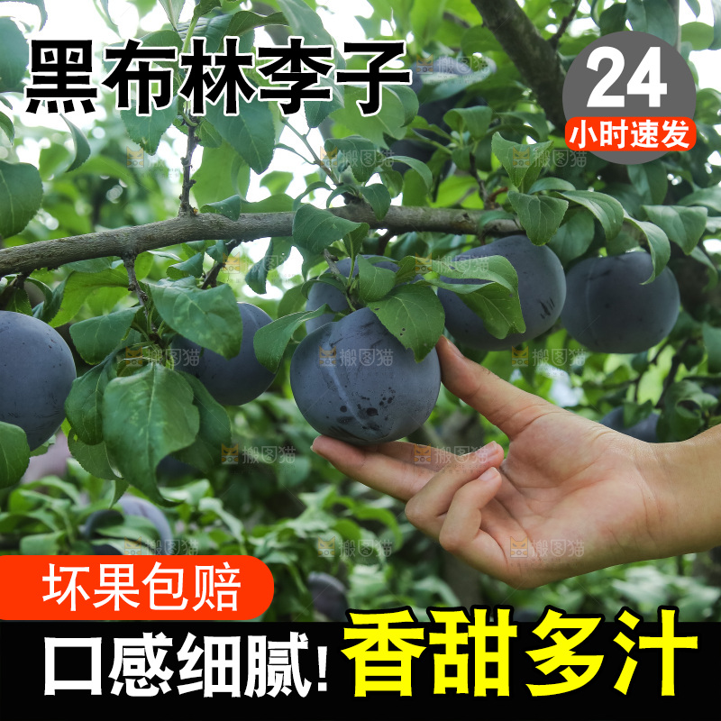 新鲜现摘黑布林