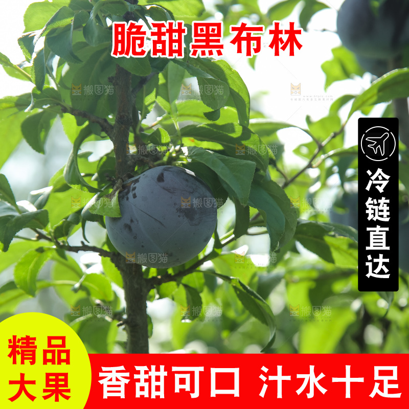 新鲜现摘黑布林