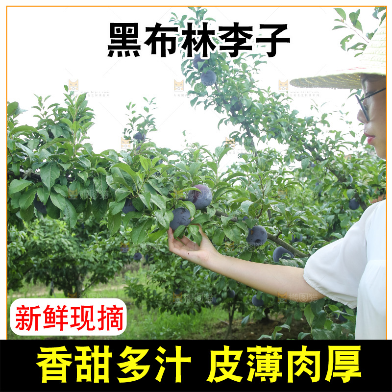 新鲜现摘黑布林