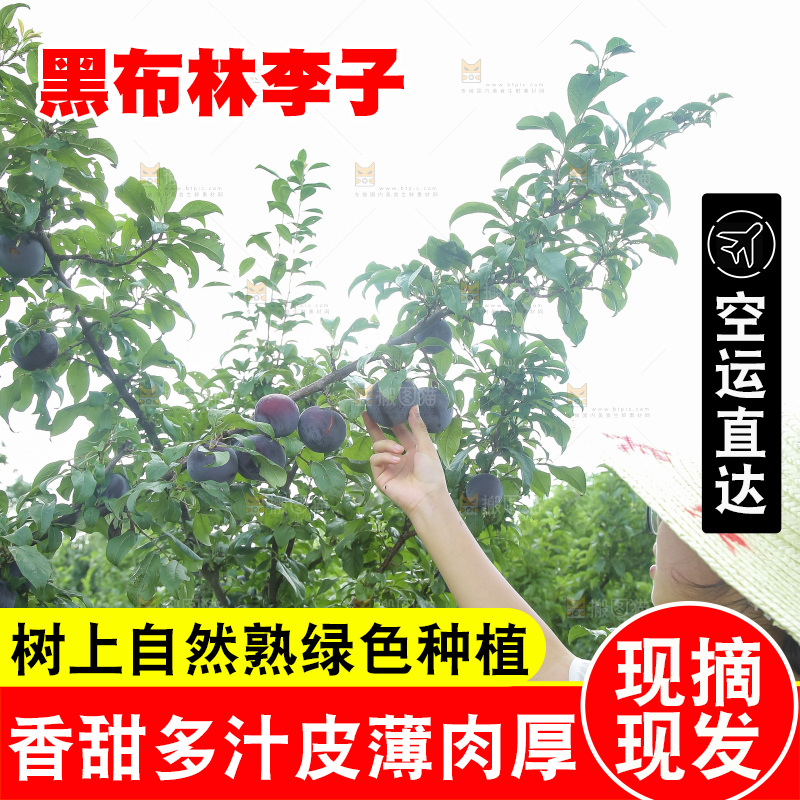 新鲜现摘黑布林