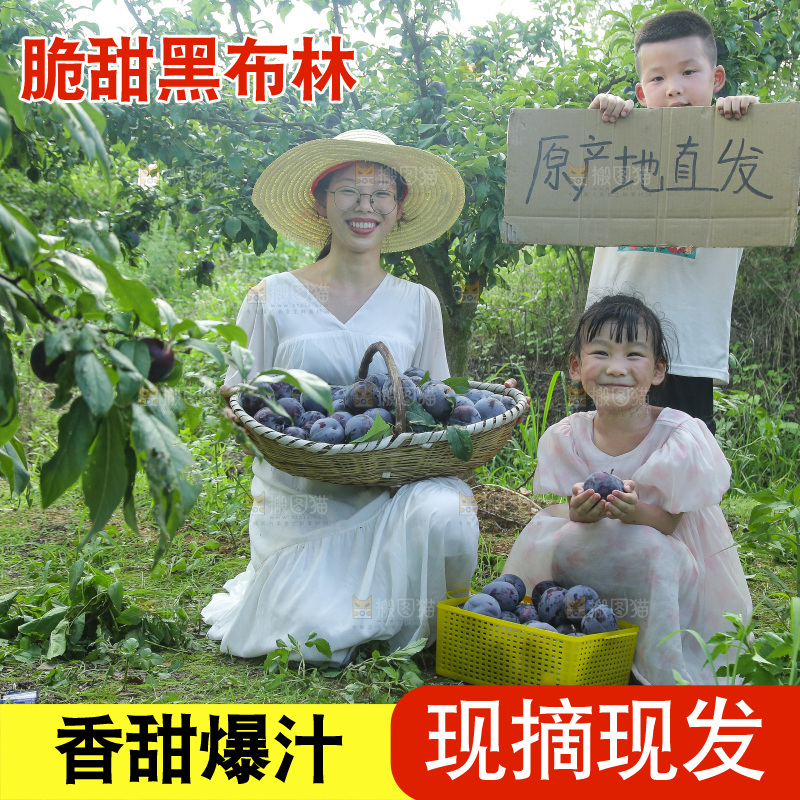 新鲜现摘黑布林
