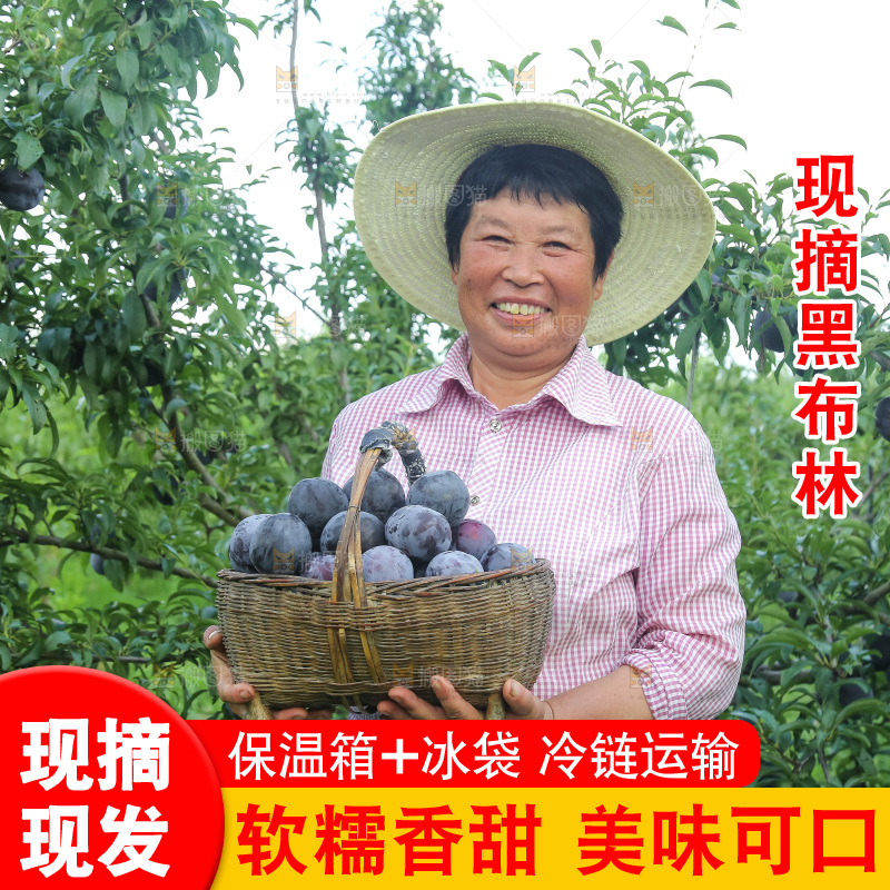 新鲜现摘黑布林