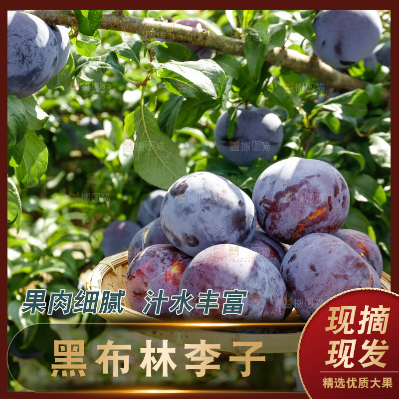新鲜现摘黑布林