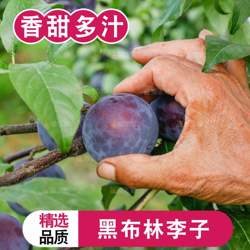 新鲜现摘黑布林