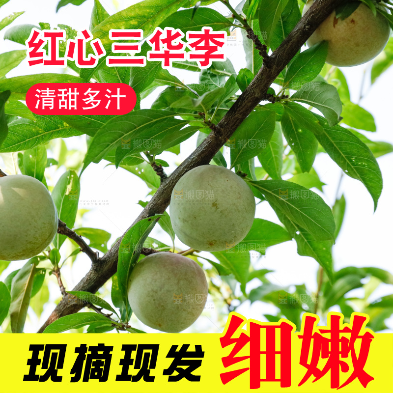 手里拿着红肉三华李